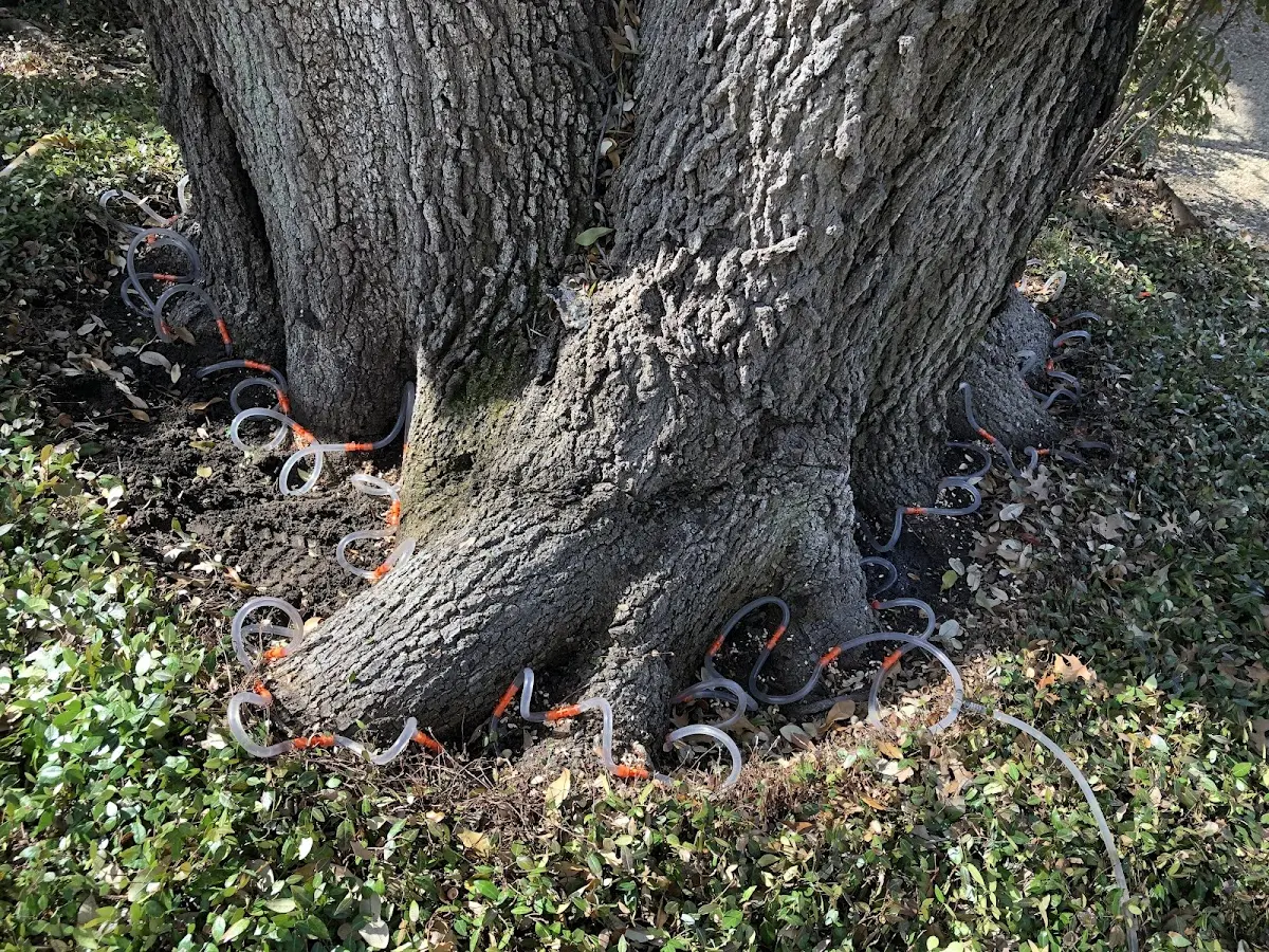 Detailed Tree Cabling and Bracing job site in Guadalupe