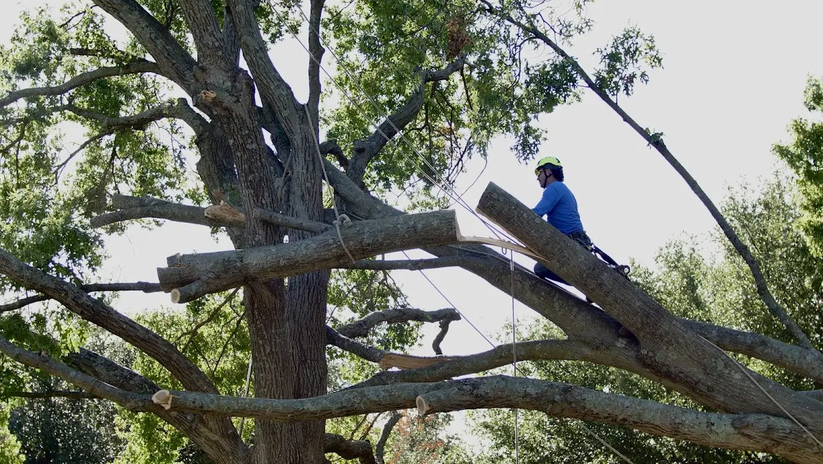 Professional Crown Thinning performed by certified arborists in Guadalupe