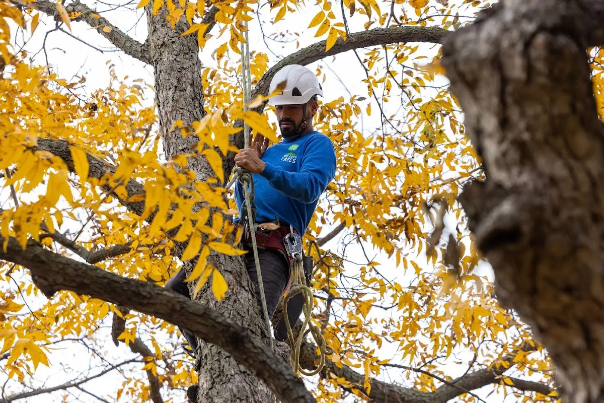 Skilled Tree Planting crew working in Guadalupe